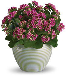 Bountiful Kalanchoe from Beecher Florist, flower delivery in Beecher
